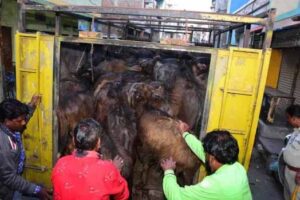 Read more about the article कत्लखानों पर बड़ी कार्रवाई, 55 पाड़े, 1 क्विंटल मांस, 3 फ्रीजर 17 तराजू, 28 छूरी और एक इलेक्ट्रिक कांटा जब्त