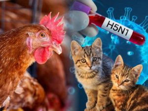 Read more about the article छिंदवाड़ा में बर्ड फ्लू का कहर! पहली बार बिल्लियों में मिला घातक H5N1 वायरस, प्रशासन हाई अलर्ट; 40 हजार अंडे नष्ट, 500 मुर्गे-मुर्गियां दफनाई गईं