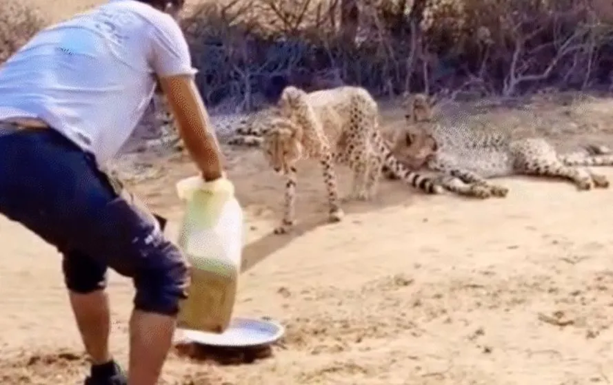 Read more about the article श्योपुर के कूनो नेशनल पार्क से सामने आई चौंकाने वाली तस्वीर: ड्राइवर ने चीतों को ‘COME’ कहकर पिलाया पानी, नियमों की उड़ी धज्जियां तो सस्पेंड हुआ ‘चीता मित्र’!