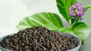 Read more about the article त्वचा रोगों से लेकर हड्डियों की मजबूती तक… चमत्कारी औषधि है बाकुची, लेकिन बिना सलाह बना सकती है खतरा!