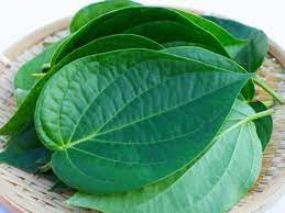 Read more about the article “स्वाद, संस्कृति और सेहत का मेल है पान: लेकिन ध्यान रखें बासी पान सेहत के लिए खतरनाक हो सकता है!”