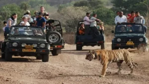 Read more about the article अब महंगे होंगे जंगल सफारी के मज़े: 1 अक्टूबर से MP के टाइगर रिज़र्व और नेशनल पार्कों की टिकट दरों में बढ़ोतरी, विदेशी पर्यटकों को लगेगा दोगुना शुल्क!