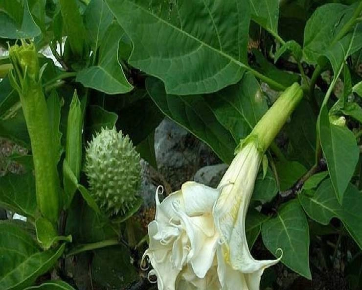 You are currently viewing भांग, आक, धतूरा और बेलपत्र: शिव पूजा की इन वस्तुओं के पीछे छिपे गहरे स्वास्थ्य और आध्यात्मिक रहस्य