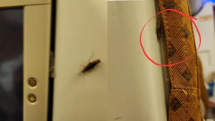 Read more about the article एअर इंडिया फ्लाइट में सीट पर रेंगते दिखे कॉकरोच, यात्रियों ने उठाए एयरलाइन की सफाई व्यवस्था पर सवाल; एयरलाइन ने दी सफाई!