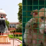 आवारा कुत्तों पर सुप्रीम कोर्ट की बड़ी सुनवाई: 3 जजों की बेंच ने फैसला सुरक्षित रखा, दिल्ली-NCR से हटाने के आदेश पर मचा घमासान