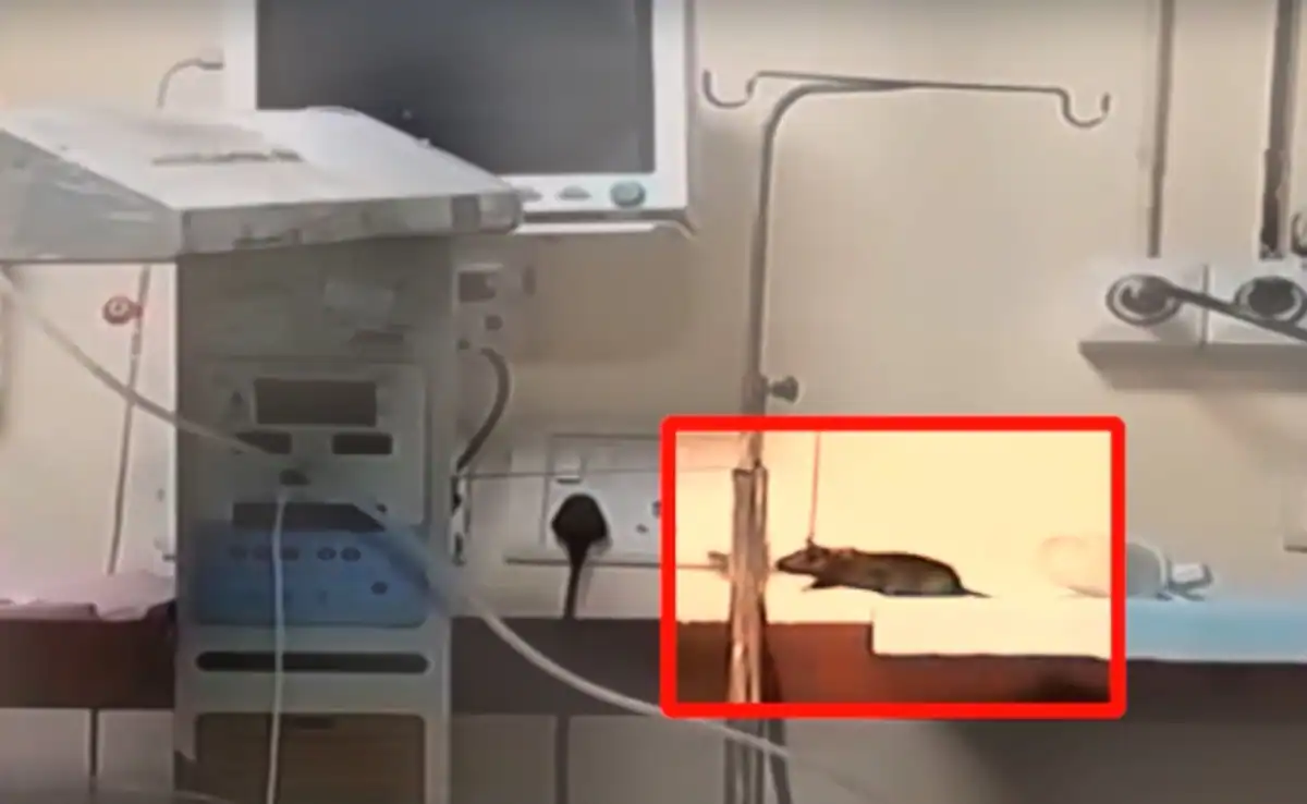 Read more about the article एमवायएच के एनआईसीयू में दो नवजातों की मौत: परिजन बोले—”चूहों ने कुतरा”, प्रशासन बोला—”बच्चों की मौत दूसरी वजहों से”; सरकार और विपक्ष आमने-सामने!