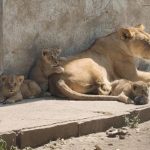 इंदौर चिड़ियाघर से आई खुशखबरी, शेरनी मेघा ने 3 शावकों को दिया जन्म