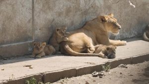 Read more about the article इंदौर चिड़ियाघर से आई खुशखबरी, शेरनी मेघा ने 3 शावकों को दिया जन्म